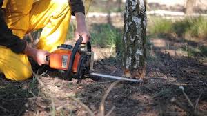 Best Tree Removal Services  in Fort Worth, TX